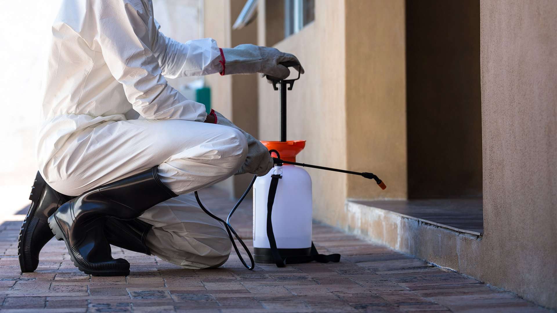 Pest prevention Abu Dhabi